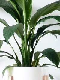 Outdoor Plants