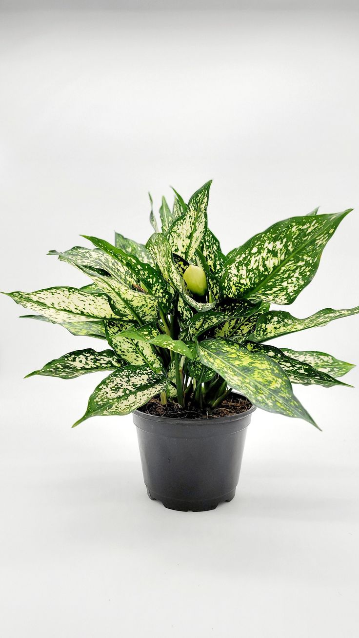 Aglaonema ‘Osaka’ is an attractive, variegated…