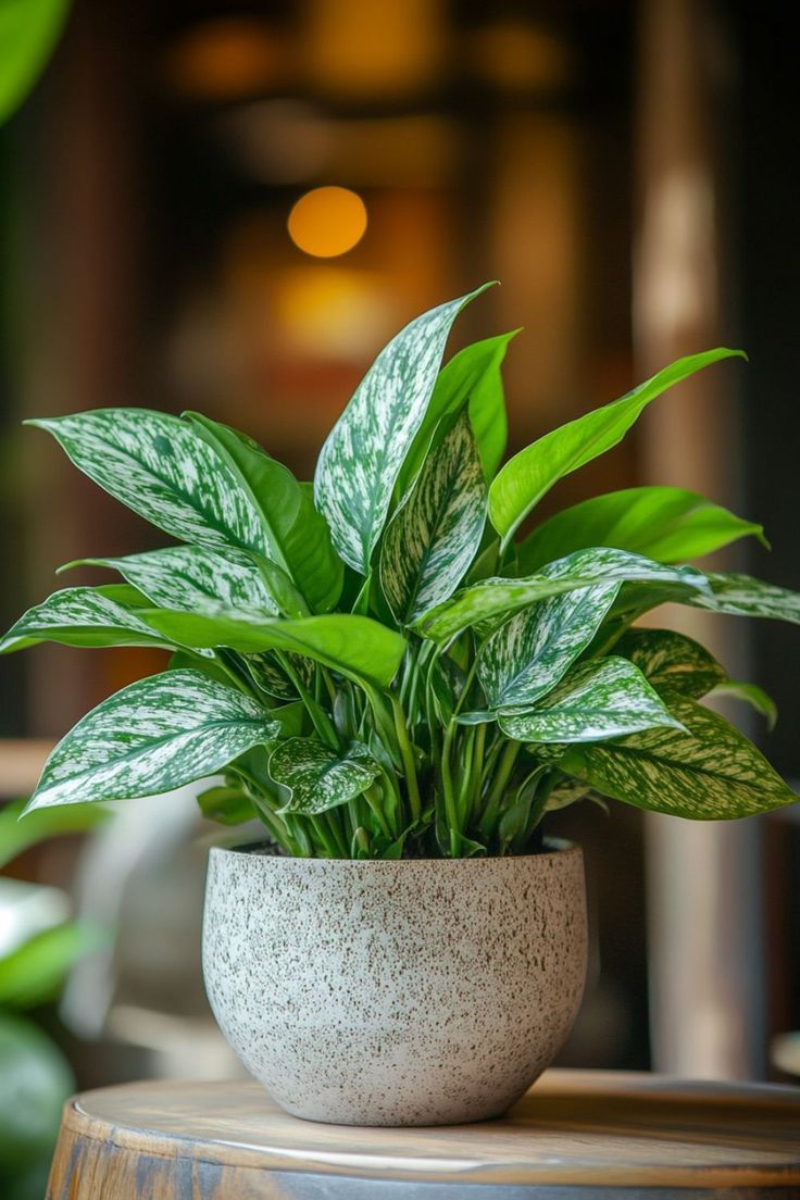 Chinese Evergreen (Aglaonema) is a beautiful and…