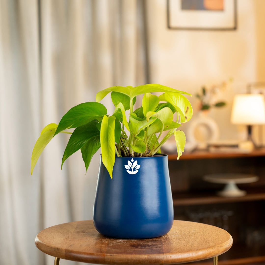 Golden Money Plant – Aura Blue-main