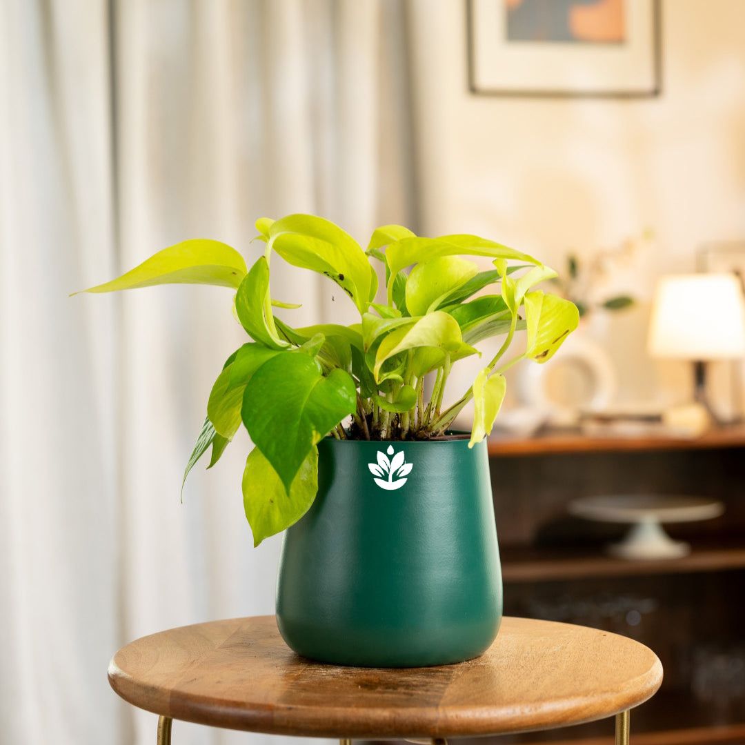 Golden Money Plant – Aura Green-main