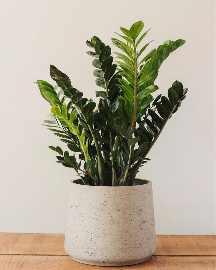 ZZ plant - Image 4