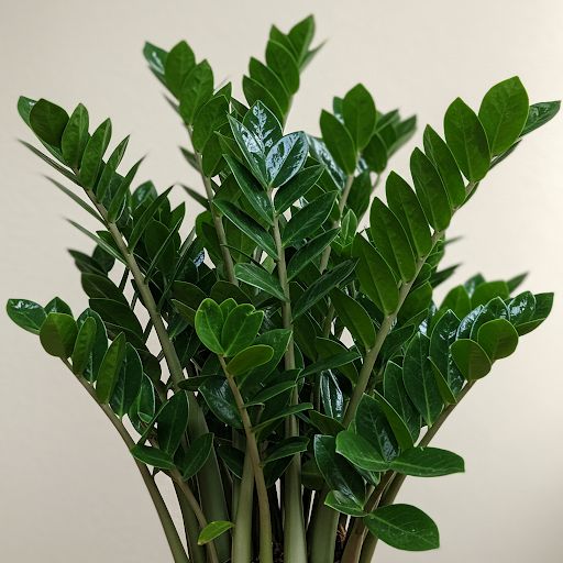 A lush and vibrant ZZ plant (Zamioculcas…
