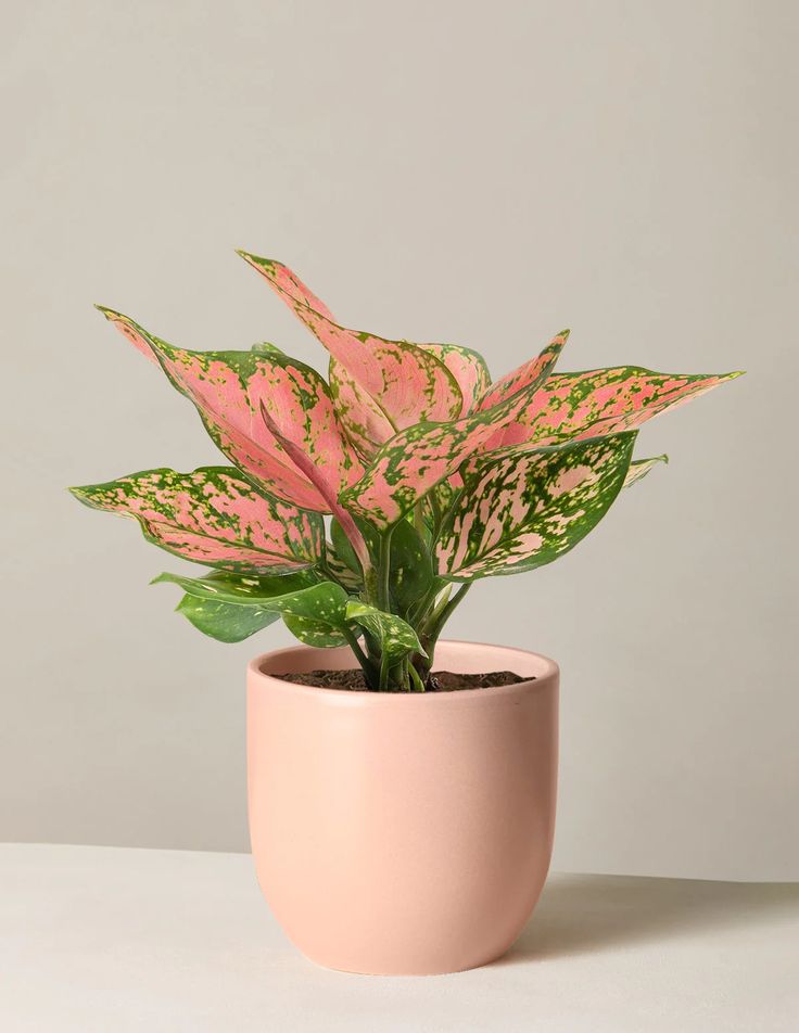 Aglaonema Wishes _ Unique and Rare Houseplants for…