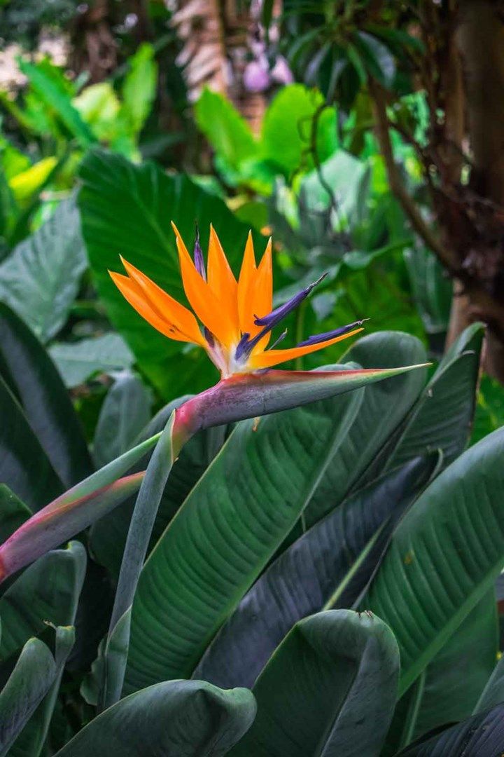 Bird of Paradise plant_ 3 types to grow in…