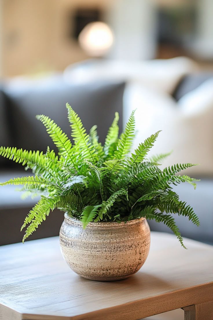 Boston Fern (Nephrolepis exaltata) is a lush and…