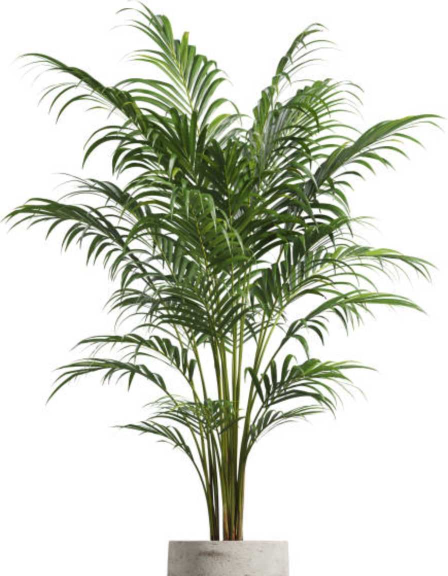 Areca Palm - Image 5