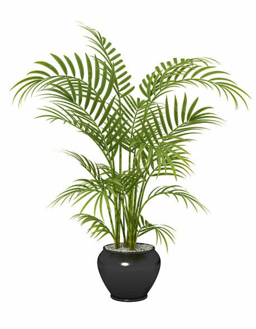 Areca Palm - Image 4
