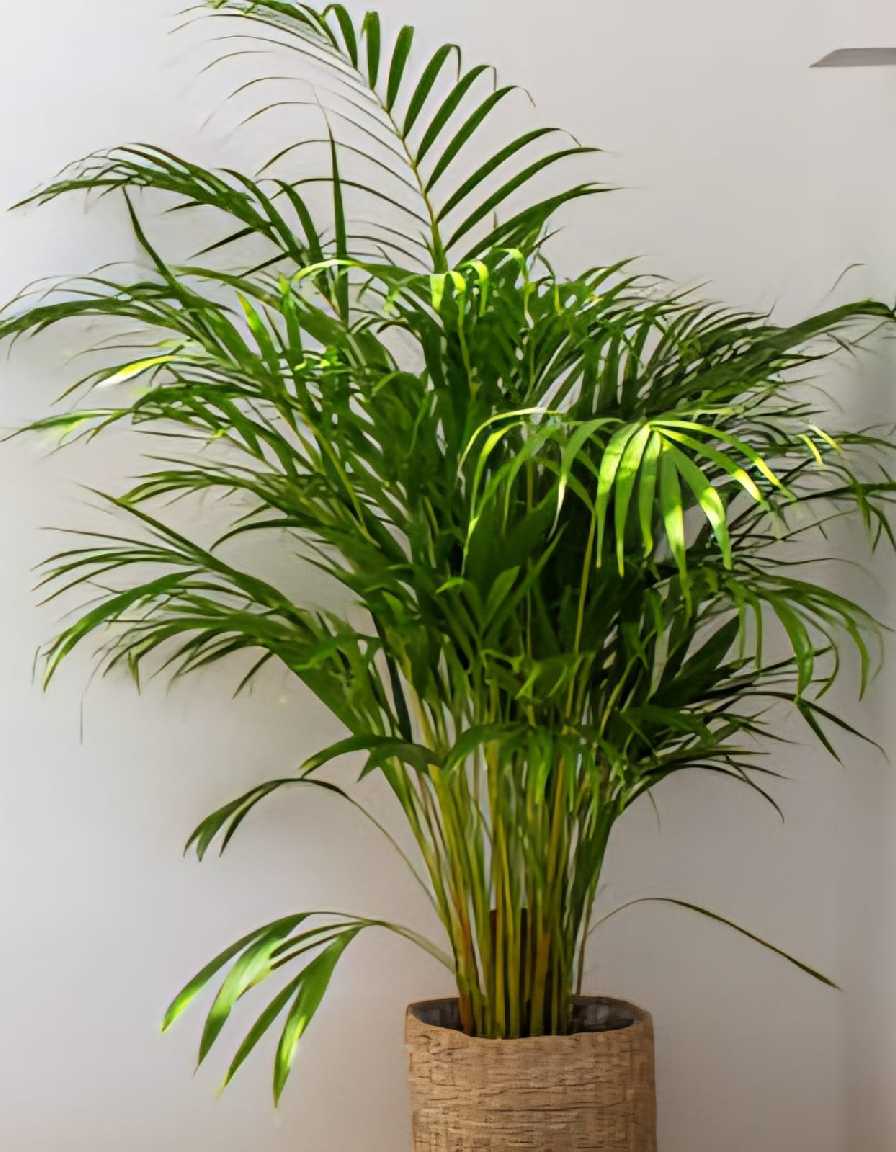 Areca Palm