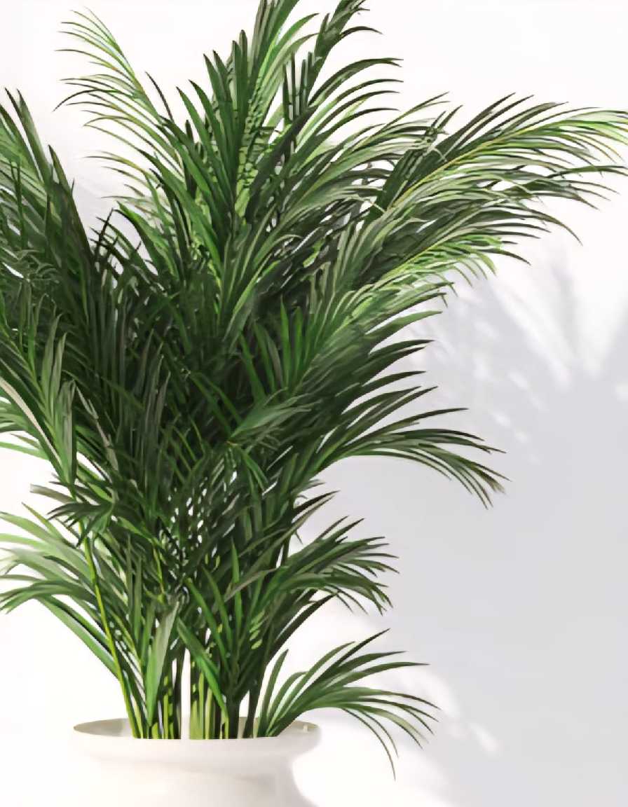 Areca Palm - Image 2