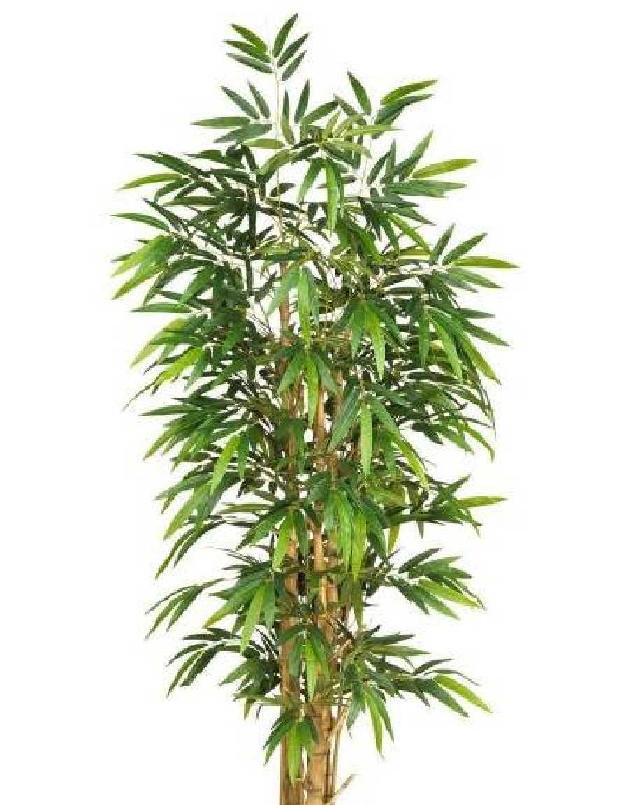 Buddha Bamboo - Image 2