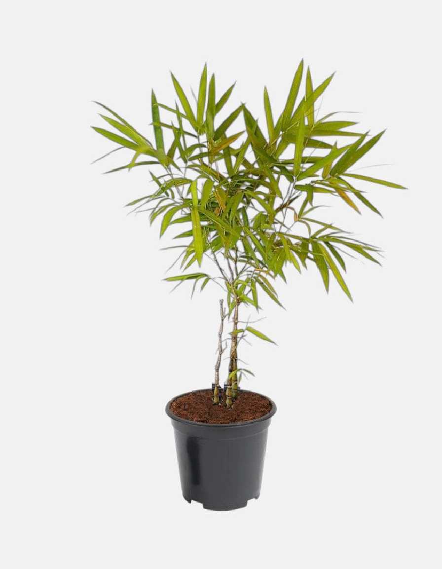Buddha Bamboo