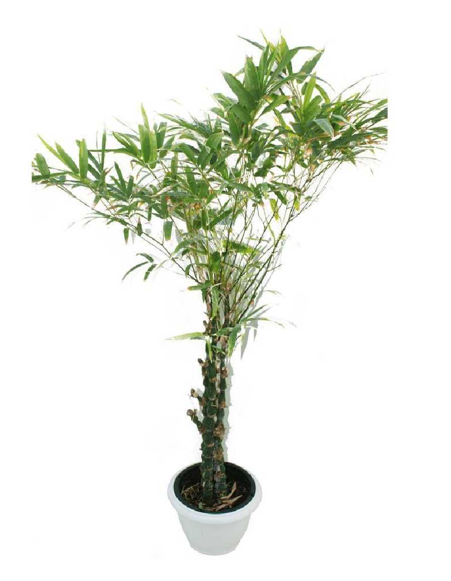 Buddha Bamboo - Image 4