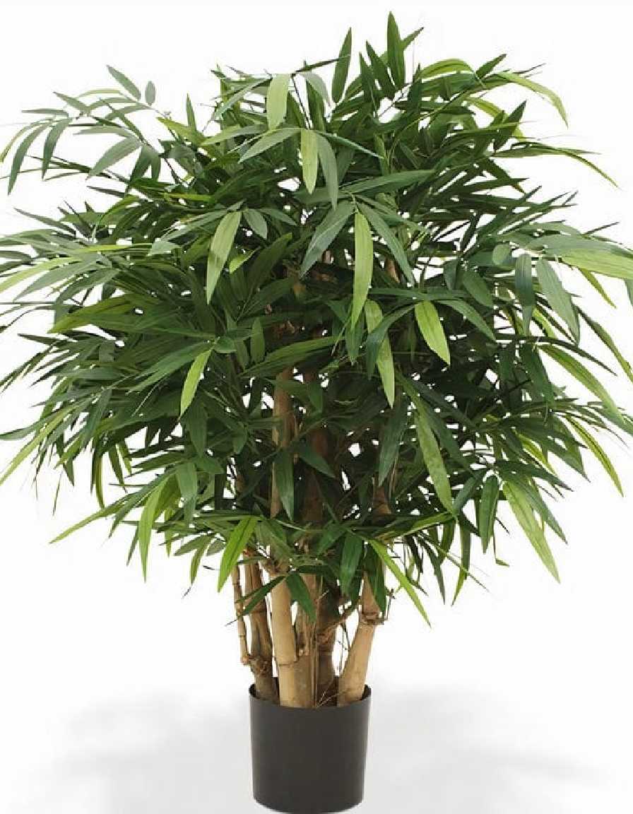 Buddha Bamboo - Image 5