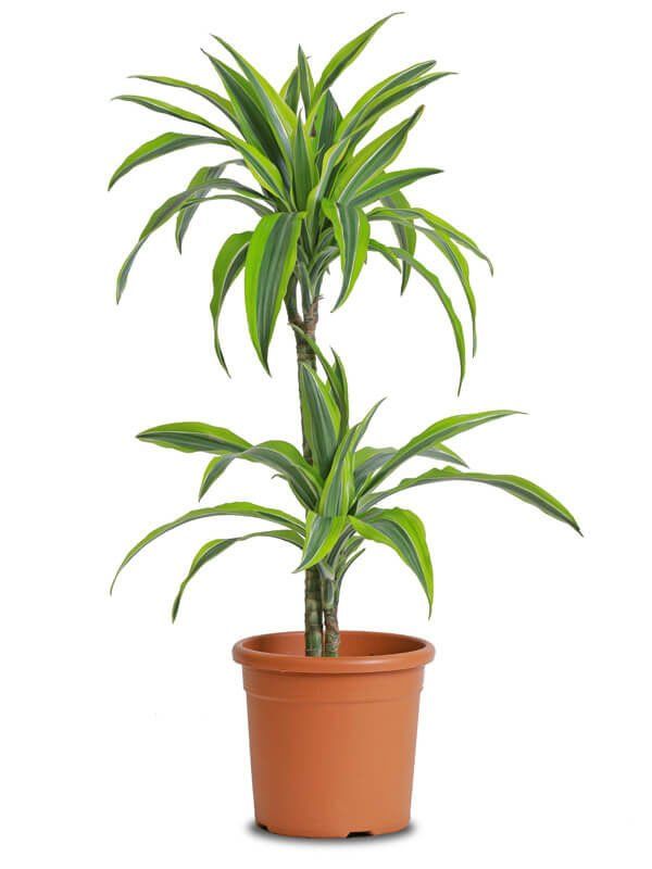 Lemon Plant (Citrus lemon) - Image 3