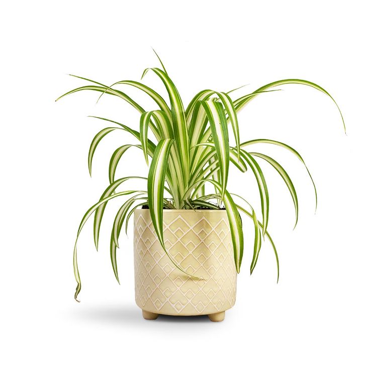 Chlorophytum Vittatum – Spider Plant