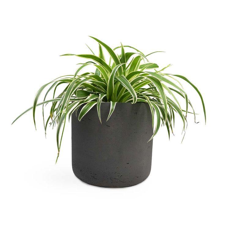 Spider Plant - Image 4