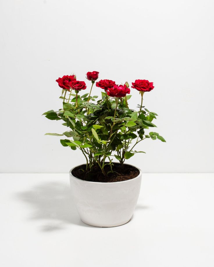 Crimson Red Miniature Roses (Rosa chinensis…