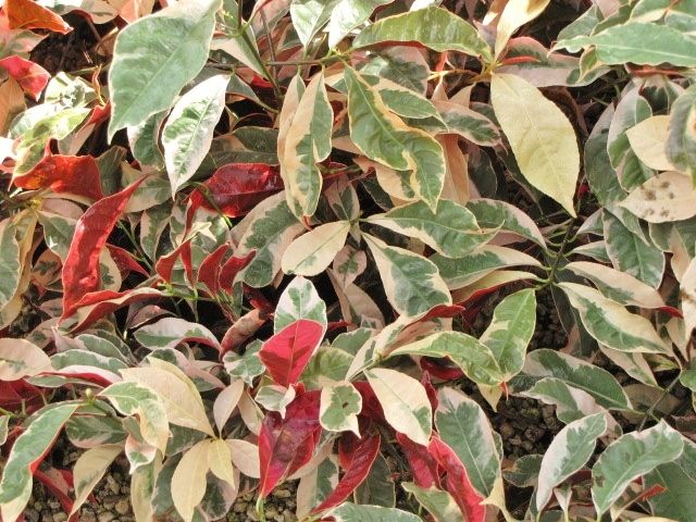 Excoecaria _Jungle Fire_ une jolie plante de mon…
