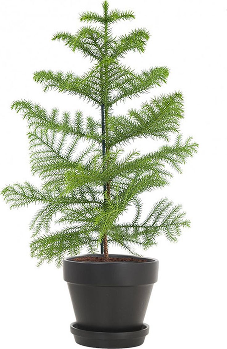 Green Lifestyle Store Planten kopen_ Bestel voordelig online!