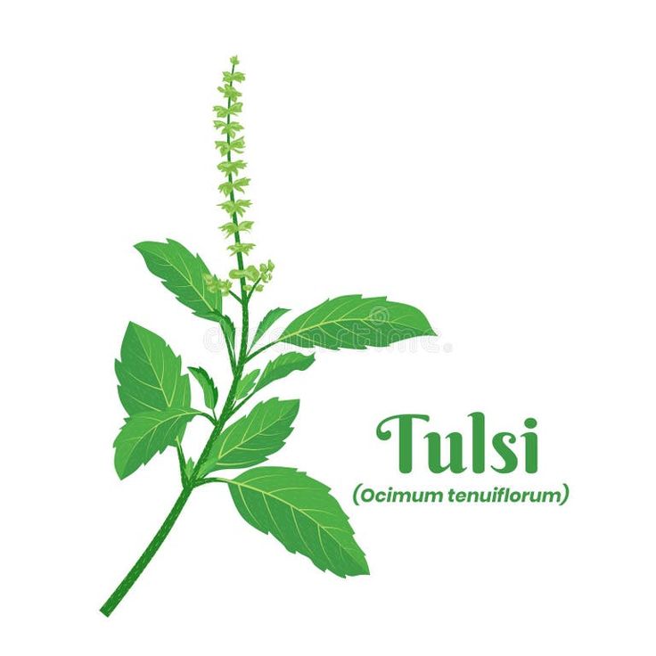 Tulsi Plant - Image 3