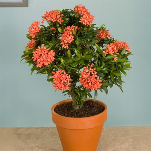 Ixora Plant (Ixora coccinea) - Image 3