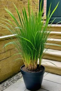 Lemongrass Plant (Cymbopogon citratus) is a fast-growing, aromatic herb known for its refreshing lemon scent and versatile uses in cooking, herbal teas, and natural pest control. With its tall, slender green leaves, lemongrass adds beauty and function to any garden or patio. It thrives in full sun, requires minimal maintenance, and can be grown in the ground or in pots. Perfect for home chefs, herbal remedy lovers, and anyone looking to add a fragrant, useful plant to their space.