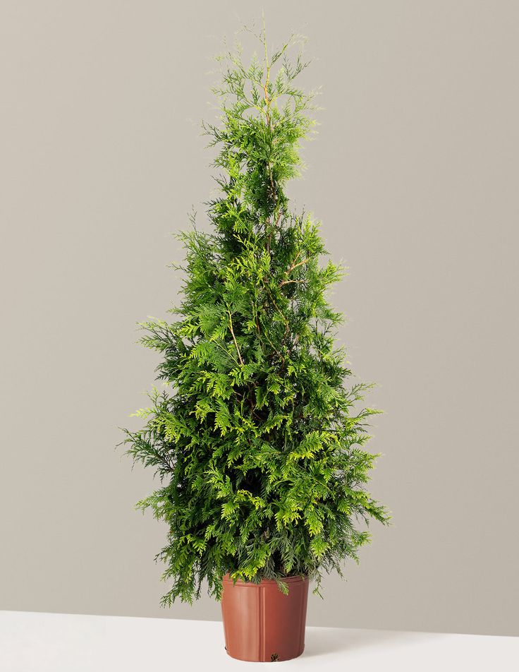 Thuja plant - Image 3