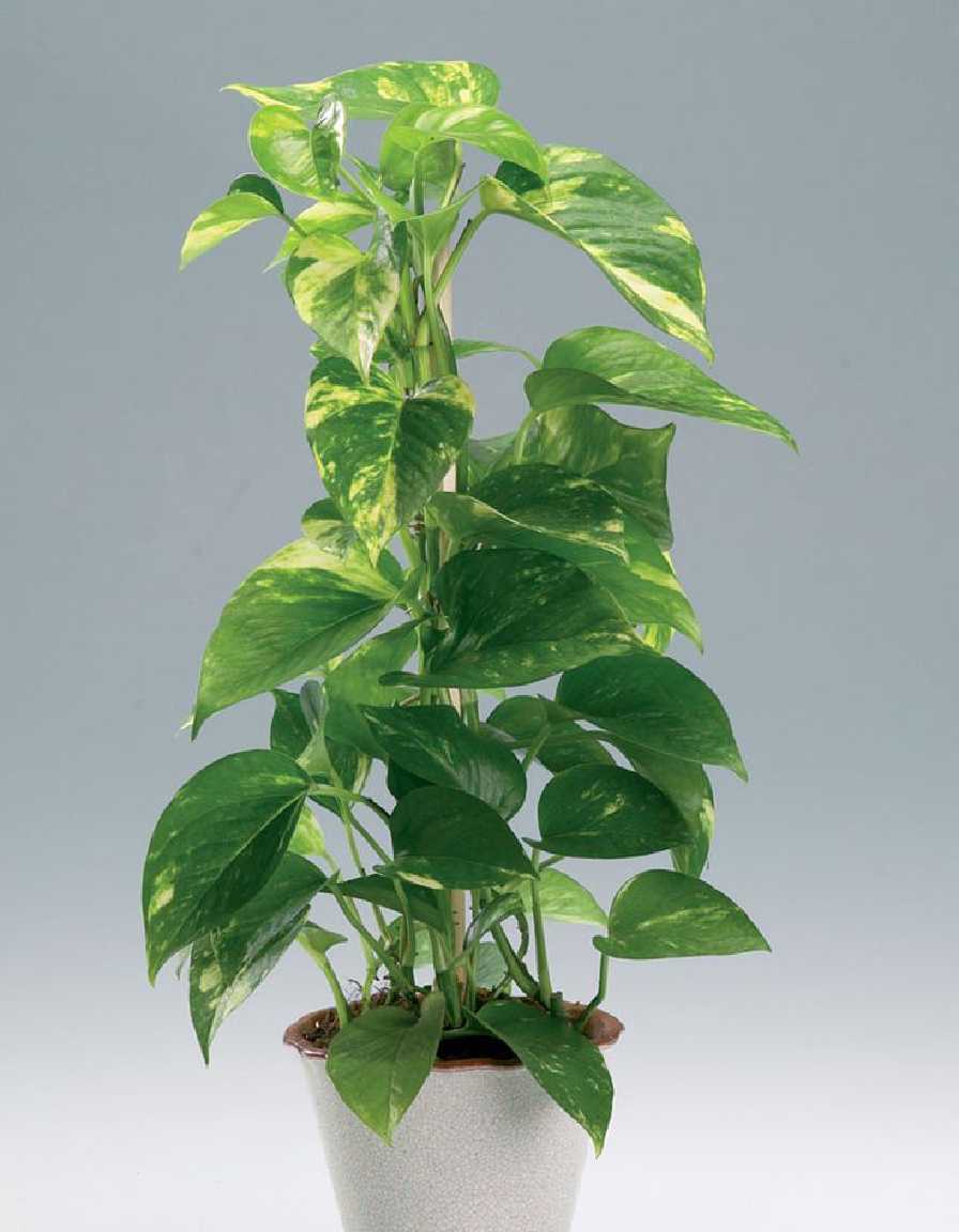 Money Plant (2)