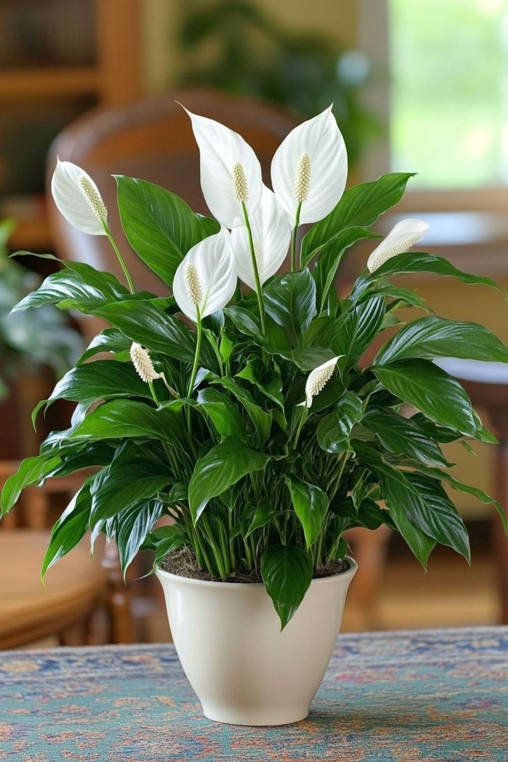 Peace Lily (Spathiphyllum) is a graceful and…