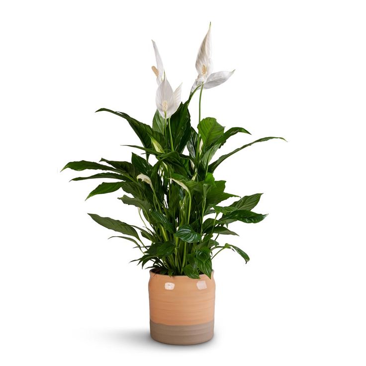 Peace Lily - Image 4