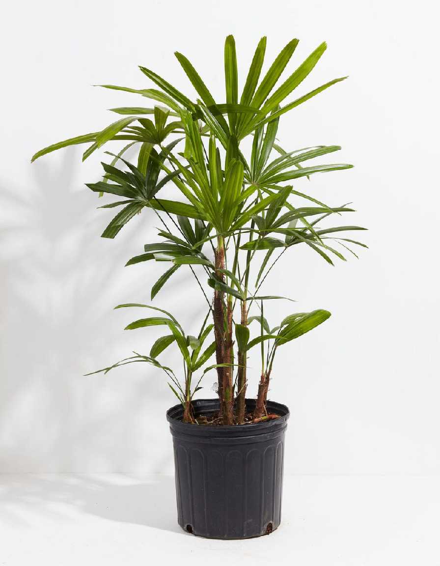 Rhapis palm (1)