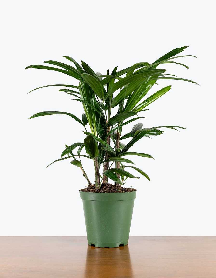 Rhapis Palm - Image 3