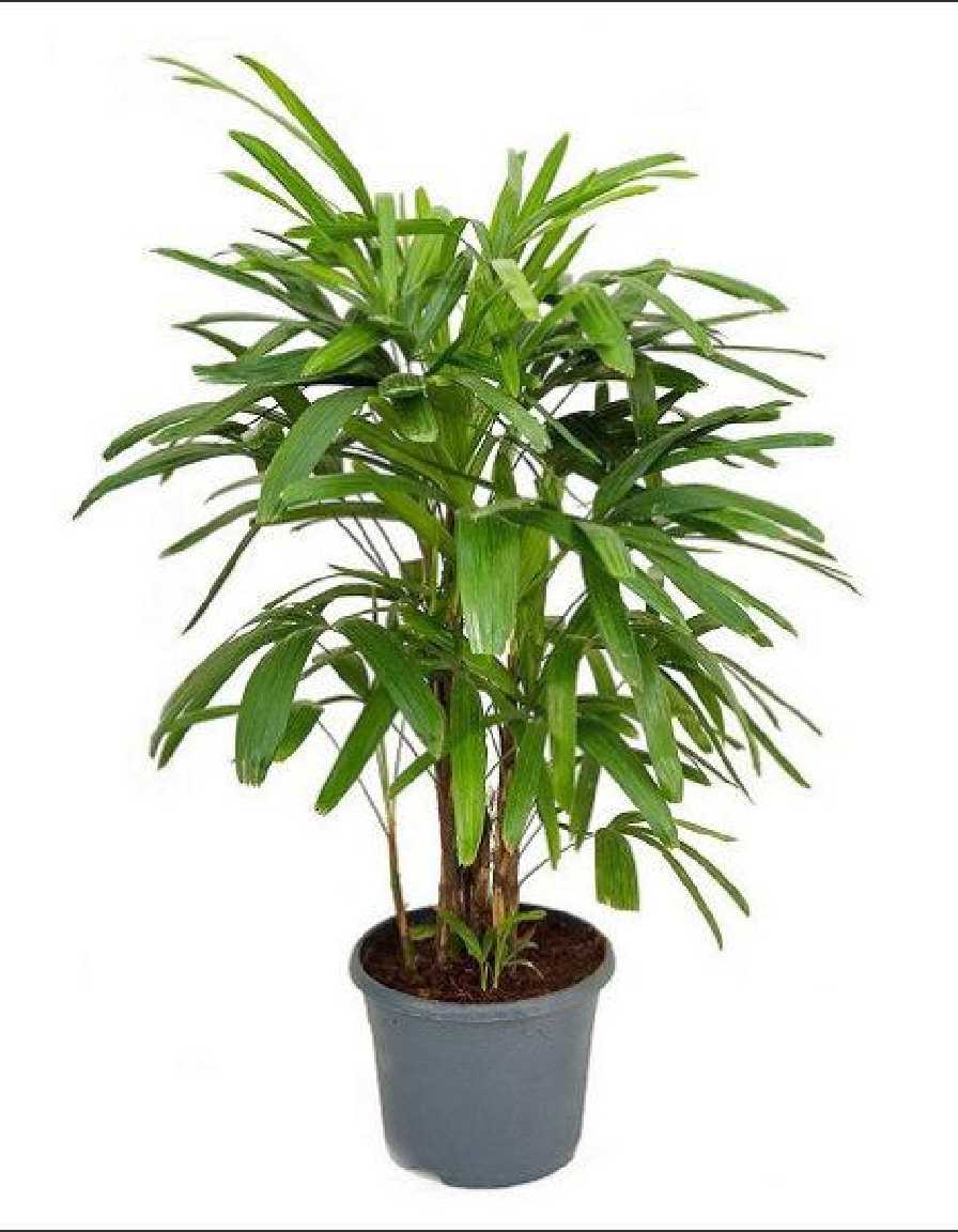 Rhapis Palm - Image 4