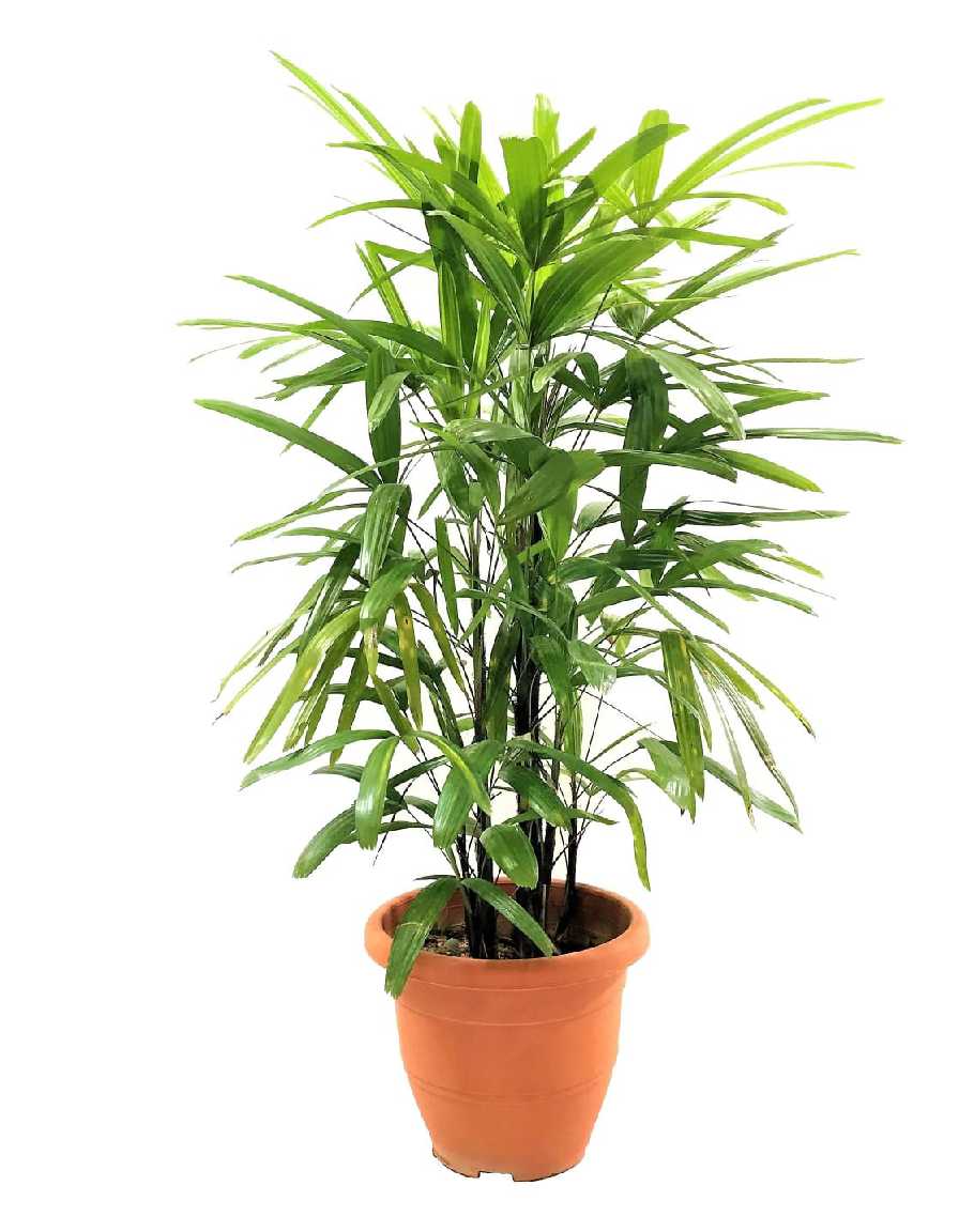Rhapis Palm - Image 5