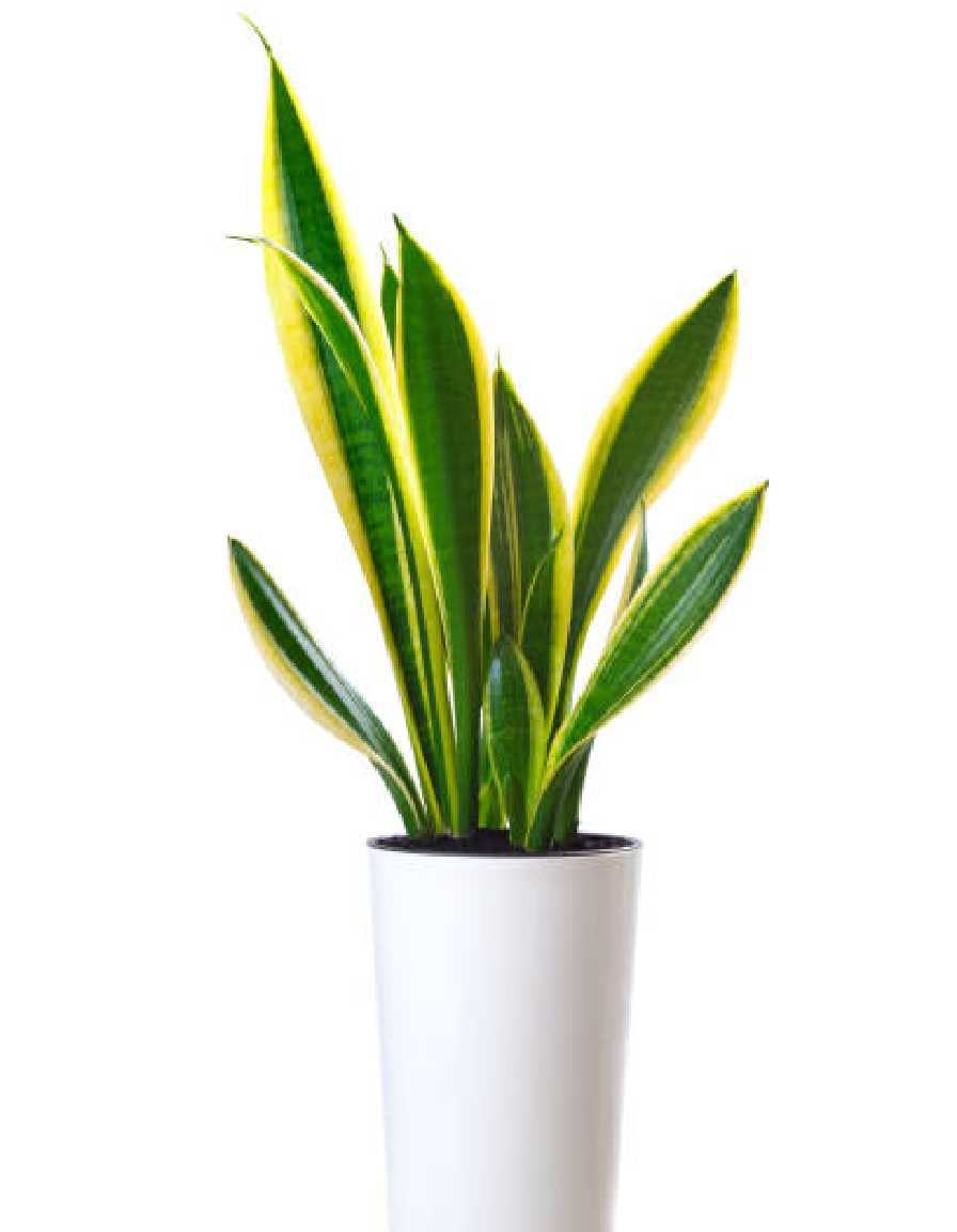Snake Plant (1)