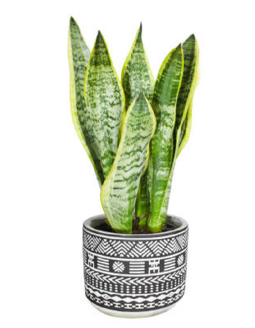 Snake Plant (2)
