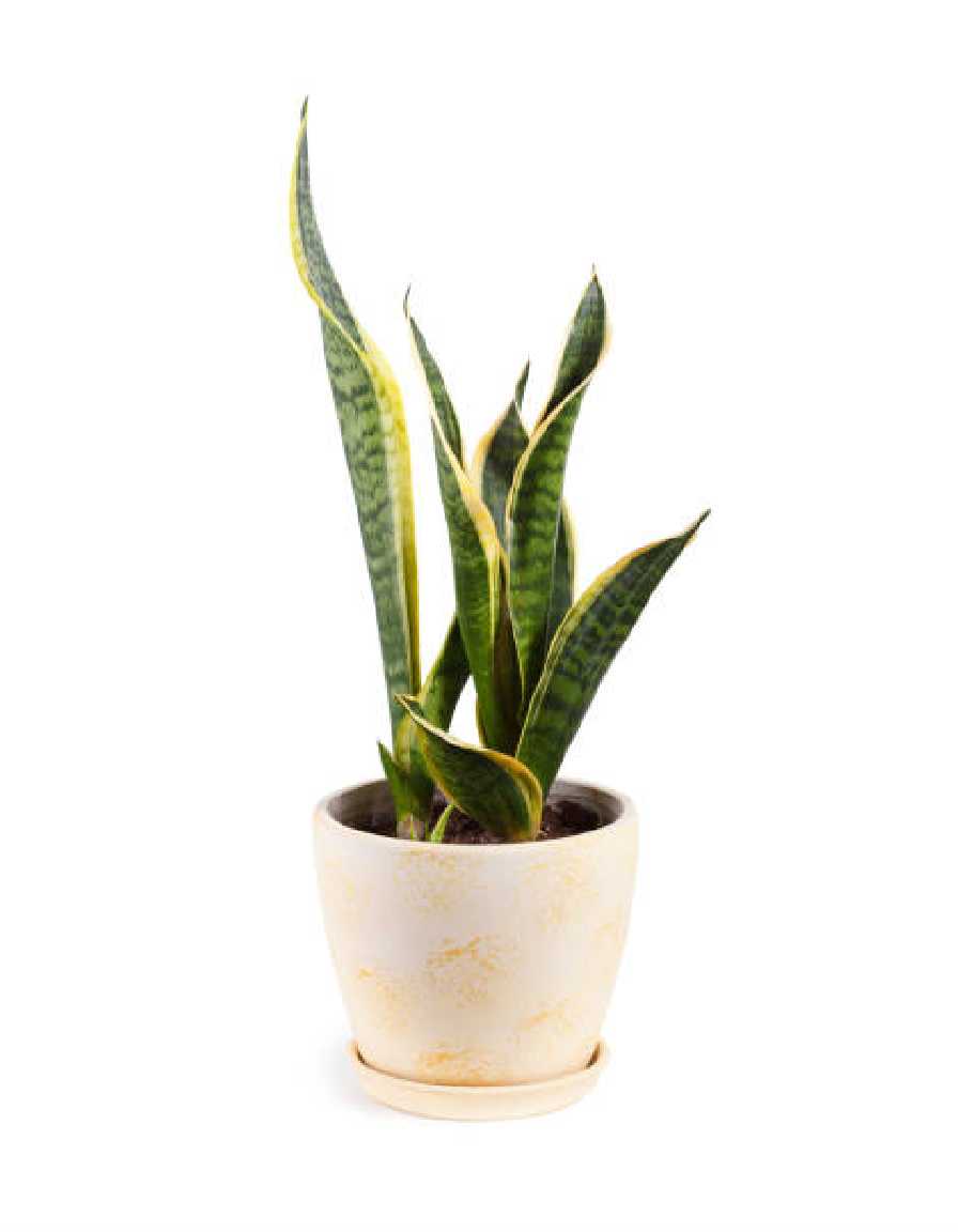 Snake Plant - Image 3