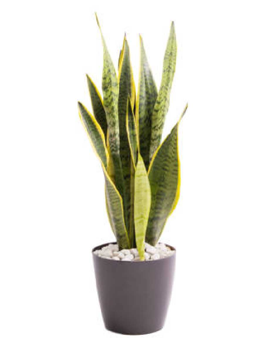 Snake Plant - Image 4