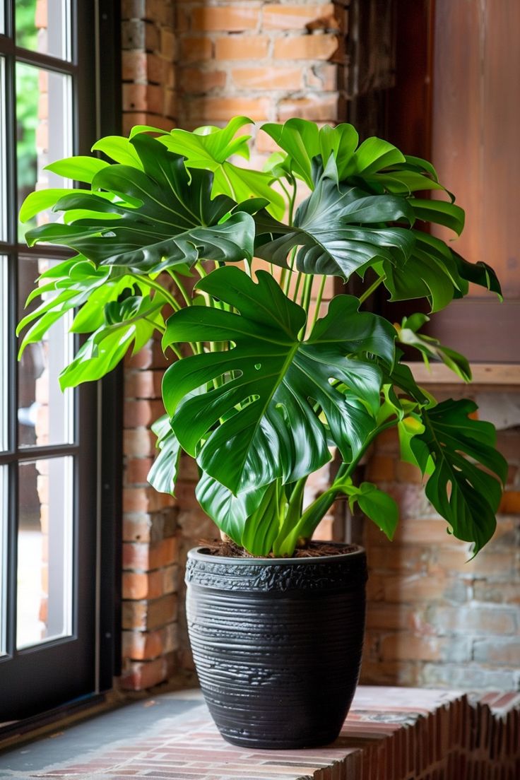 Split Leaf Philodendron For Indoor Plants Ideas