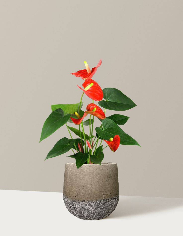 The Coral Anthurium (Anthurium Andraeanum), Often…