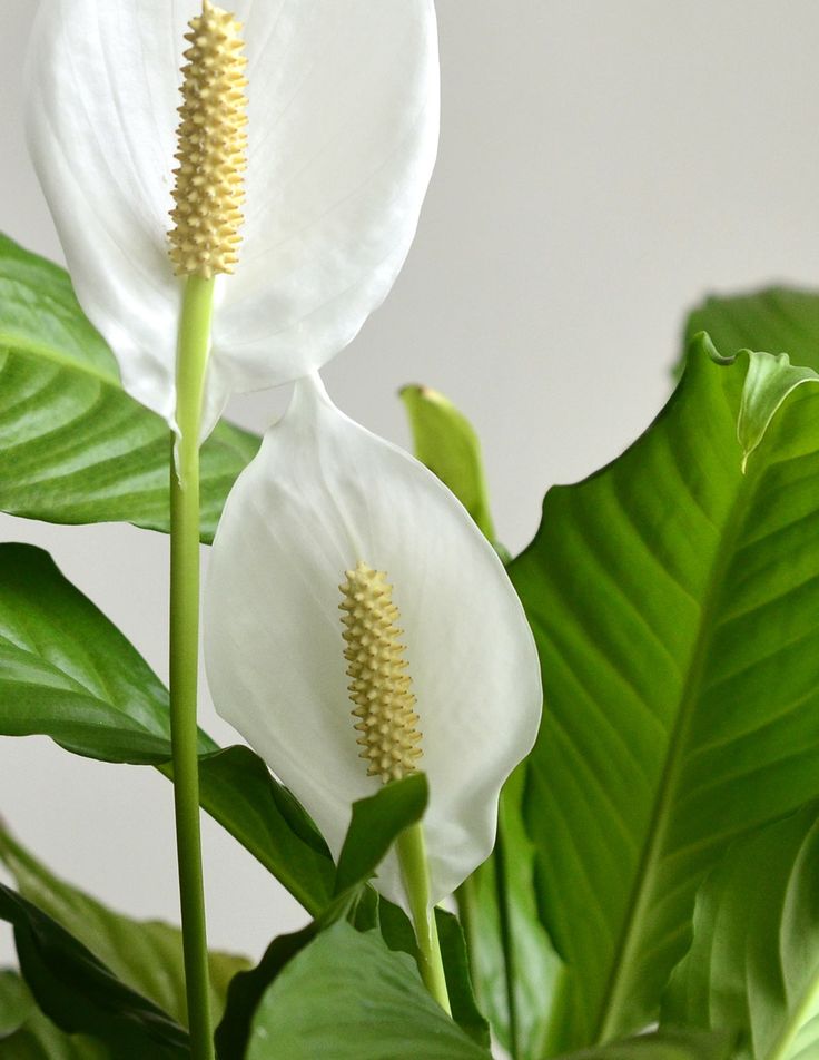 Peace Lily - Image 3