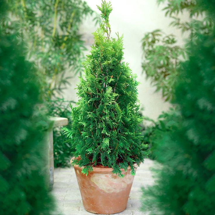 Thuja ‘Pyramidalis Compacta’ offers dense green…