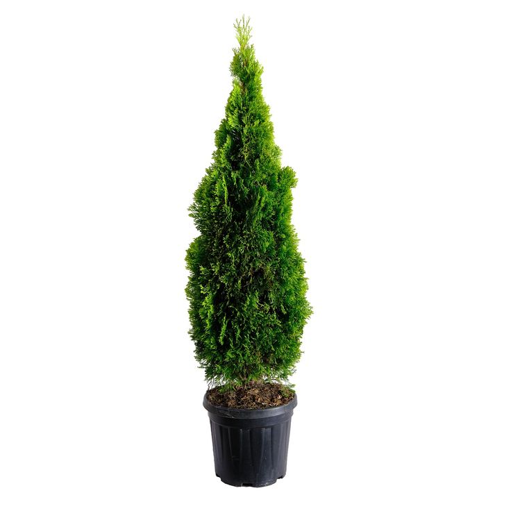Thuya Émeraude – Thuja Occidentalis Golden Smaragd…