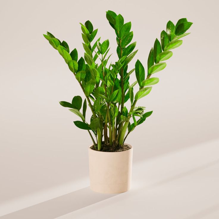 ZZ plant - Image 5