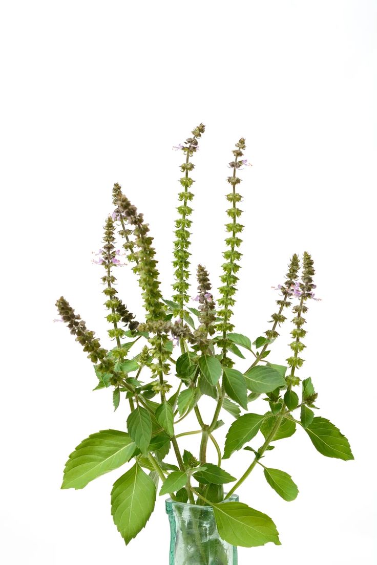 Tulsi (Ocimum gratissimum) seeds from The Living…