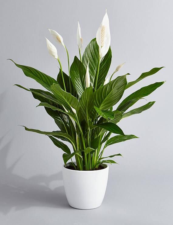 You are bidding on Premium Spathiphyllum Live…