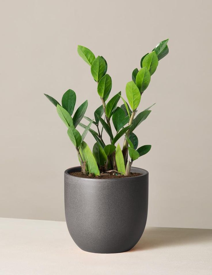 ZZ plant - Image 3