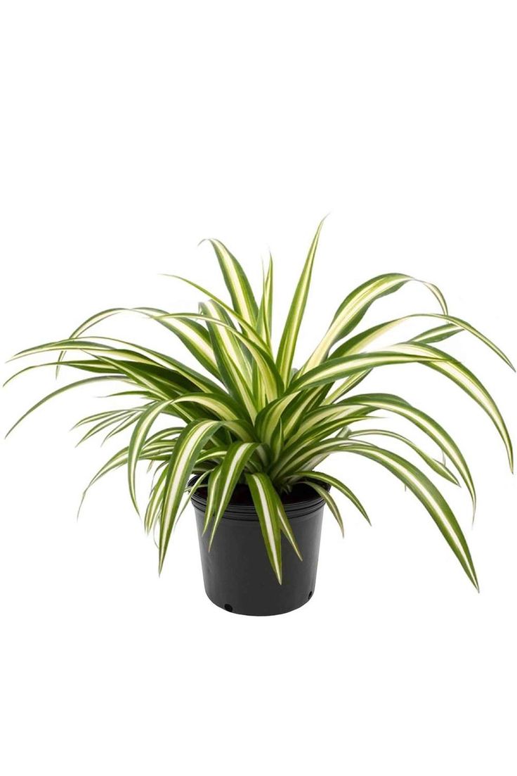 Spider Plant - Image 3