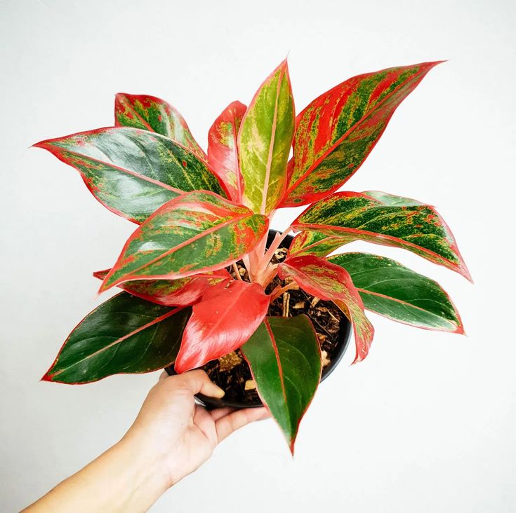 Aglaonema lipstick - Image 3